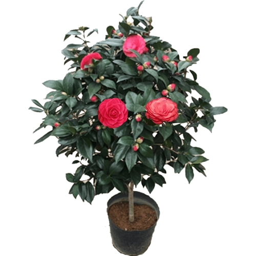 茶花苗茶花树红赤丹六角大红茶花树大型花卉盆栽常青绿植冬季开花耐寒